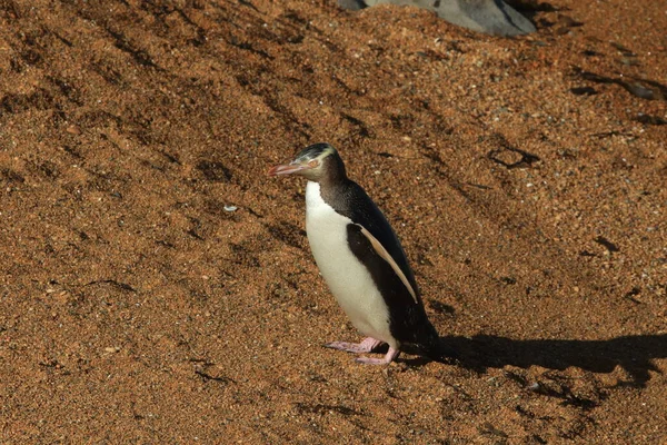 Gelbaugenpinguine Megadyptes Antipodes Der Küste Katiki Point Neuseeland — Stockfoto