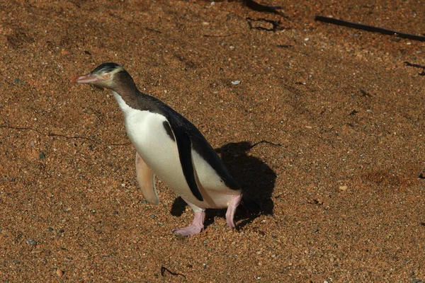 Gelbaugenpinguine Megadyptes Antipodes Der Küste Katiki Point Neuseeland — Stockfoto