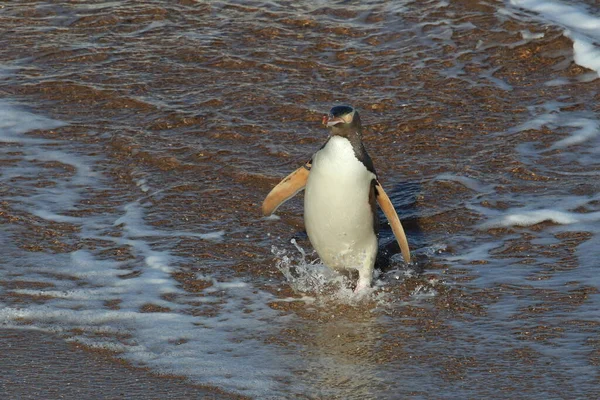 Pinguini Dagli Occhi Gialli Megadyptes Antipodes Sulla Costa Katiki Point — Foto Stock