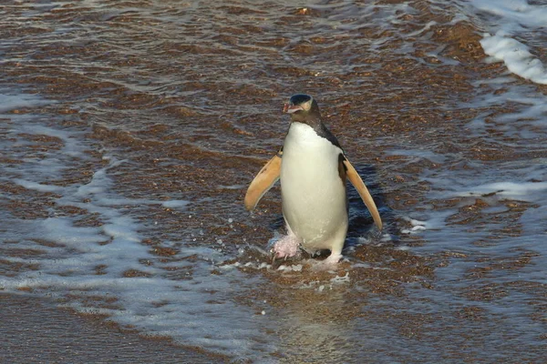 Pinguini Dagli Occhi Gialli Megadyptes Antipodes Sulla Costa Katiki Point — Foto Stock