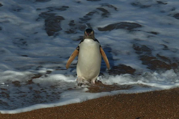 Желтоглазые Пингвины Мегадипты Антиподы Побережье Мыс Катики Новая Зеландия — стоковое фото