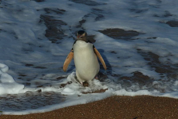 Желтоглазые Пингвины Мегадипты Антиподы Побережье Мыс Катики Новая Зеландия — стоковое фото