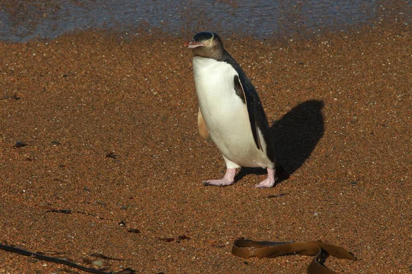 Gelbaugenpinguine Megadyptes Antipodes Der Küste Katiki Point Neuseeland — Stockfoto