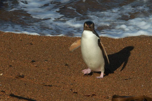 Gulögda Pingviner Megadyptes Antipodes Vid Kusten Katiki Point Nya Zeeland — Stockfoto