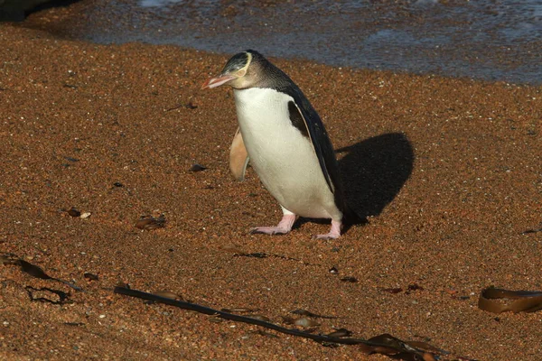 Manchots Yeux Jaunes Mégadytes Antipodes Sur Côte Katiki Point Nouvelle — Photo