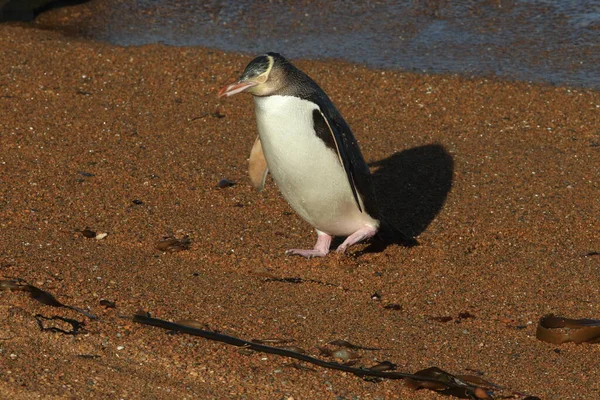 Žlutooký Tučňáci Megadyptes Antipodes Pobřeží Katiki Point Nový Zéland — Stock fotografie