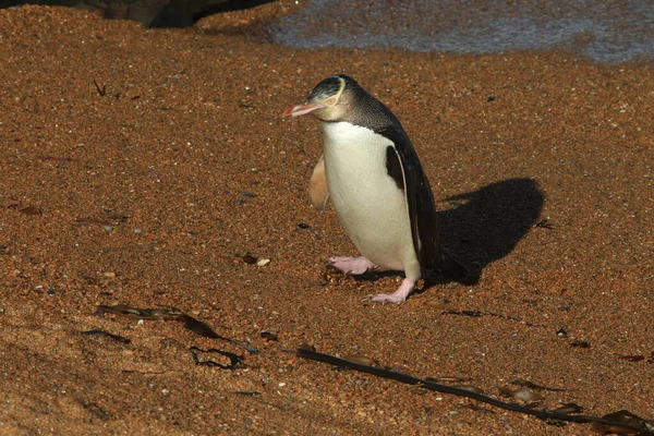 Gulögda Pingviner Megadyptes Antipodes Vid Kusten Katiki Point Nya Zeeland — Stockfoto
