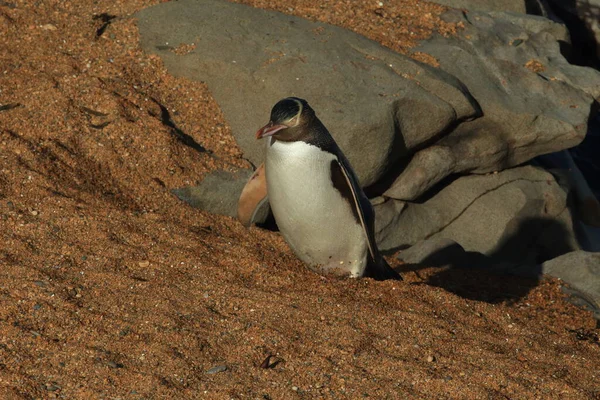 Pinguini Dagli Occhi Gialli Megadyptes Antipodes Sulla Costa Katiki Point — Foto Stock