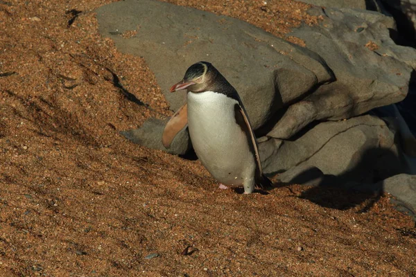 Gelbaugenpinguine Megadyptes Antipodes Der Küste Katiki Point Neuseeland — Stockfoto