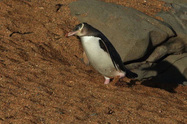 Pinguini Dagli Occhi Gialli Megadyptes Antipodes Sulla Costa Katiki Point — Foto Stock