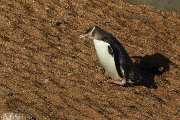 Gelbaugenpinguine Megadyptes Antipodes Der Küste Katiki Point Neuseeland — Stockfoto