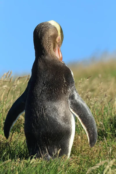 Yellow Eyed Penguins Megadyptes Antipodes Coast Katiki Point New Zealand — Stock Photo, Image