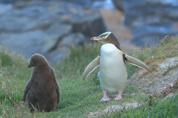 Yellow Eyed Penguin Whit Cub Megadyptes Antipodes Coast Katiki Point — Stock Photo, Image