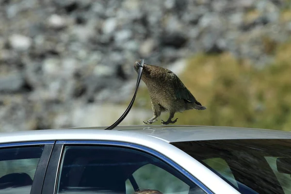 Kea alpine parrot Bird,researching a car,  New Zealand