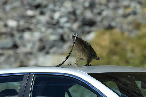 Kea alpine parrot Bird,researching a car,  New Zealand