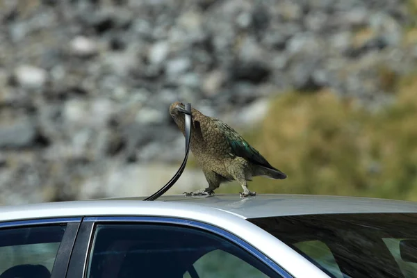 Kea Alpine Παπαγάλος Bird Ερευνά Ένα Αυτοκίνητο Νέα Ζηλανδία — Φωτογραφία Αρχείου