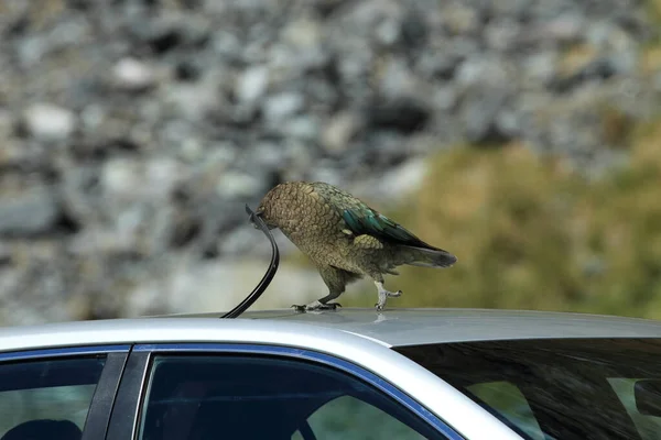 Kea Alpine Παπαγάλος Bird Ερευνά Ένα Αυτοκίνητο Νέα Ζηλανδία — Φωτογραφία Αρχείου