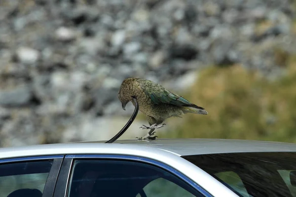 Kea Alpine Παπαγάλος Bird Ερευνά Ένα Αυτοκίνητο Νέα Ζηλανδία — Φωτογραφία Αρχείου