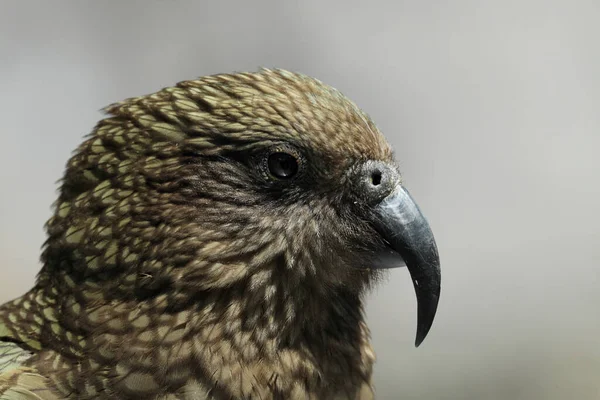 Kea Alpský Papoušek Pták Portrét Nový Zéland — Stock fotografie