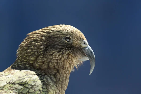 Kea alpine parrot Bird,portrait,  New Zealand