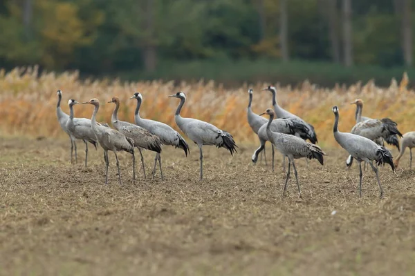 Běžné Jeřáby Grus Grus Poli Mecklenburg — Stock fotografie