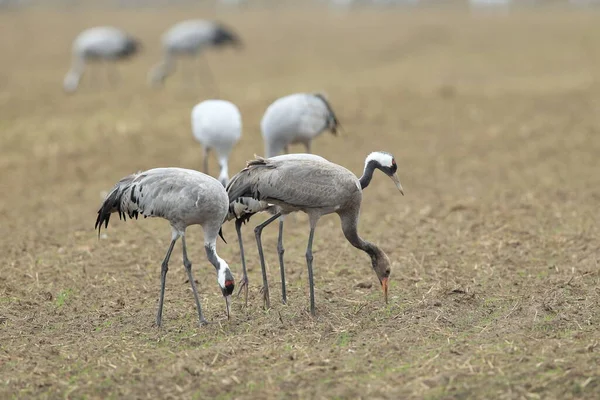 Guindastes Comuns Grus Grus Campo Mecklemburgo — Fotografia de Stock