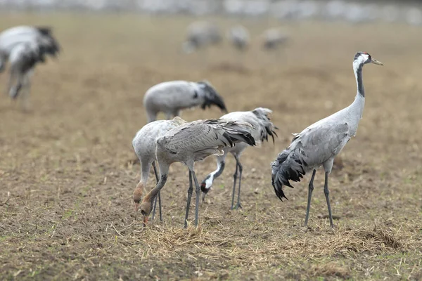 Grúas Comunes Grus Grus Campo Mecklemburgo —  Fotos de Stock