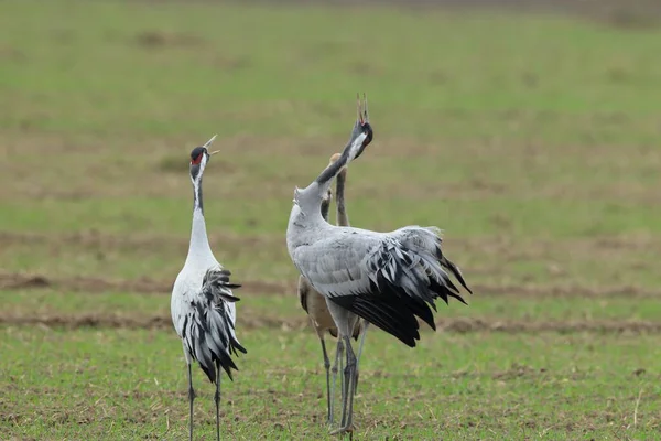 Grúas Comunes Grus Grus Campo Mecklemburgo —  Fotos de Stock