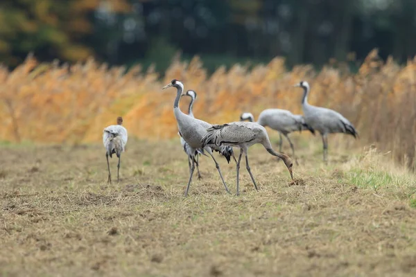 Běžné Jeřáby Grus Grus Poli Mecklenburg — Stock fotografie