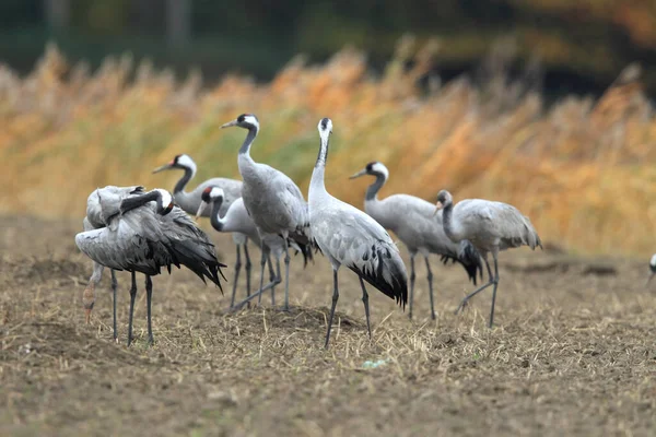 Kraniche Grus Grus Mecklenburger Feld — Stockfoto