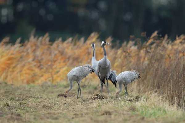 Běžné Jeřáby Grus Grus Poli Mecklenburg — Stock fotografie