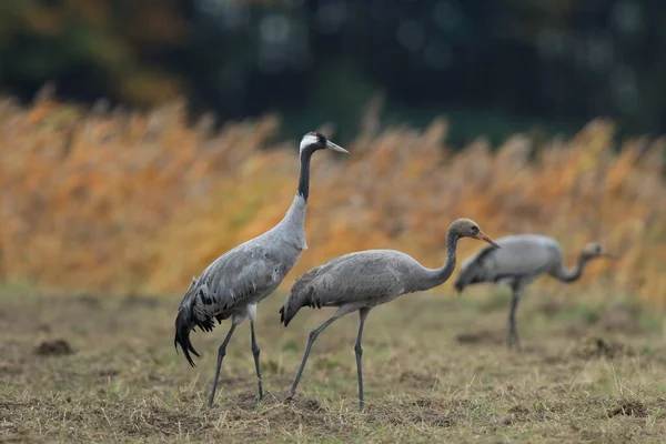 Běžné Jeřáby Grus Grus Poli Mecklenburg — Stock fotografie