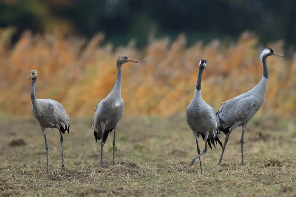 Běžné Jeřáby Grus Grus Poli Mecklenburg — Stock fotografie