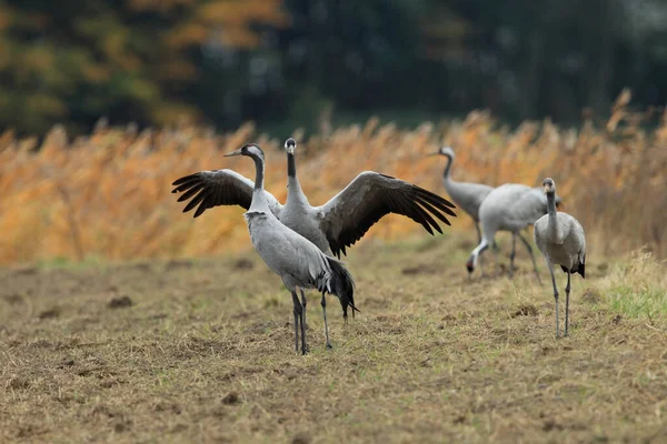 Közönséges Daruk Grus Grus Field Mecklenburg — Stock Fotó