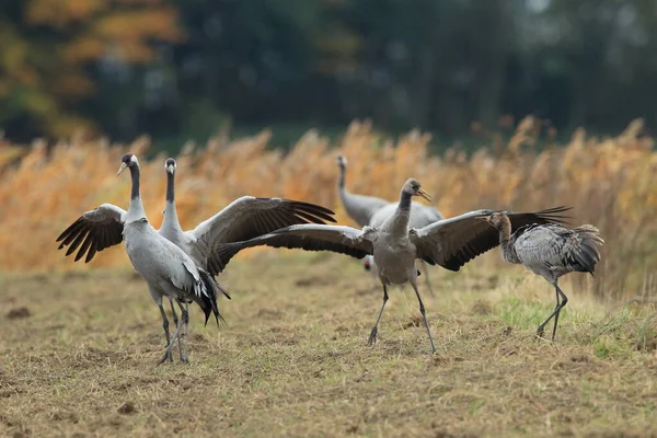 Vanliga Tranor Grus Grus Fältet Mecklenburg — Stockfoto