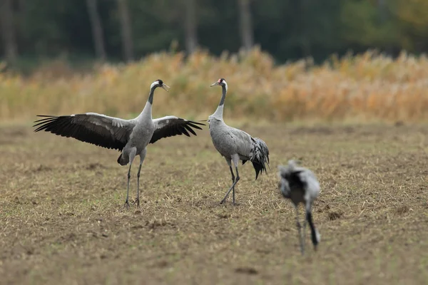 Vanliga Tranor Grus Grus Fältet Mecklenburg — Stockfoto