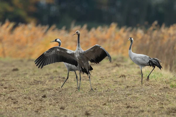 Κοινή Cranes Grus Grus Στο Πεδίο Mecklenburg — Φωτογραφία Αρχείου