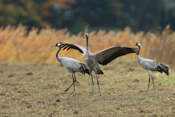 Guindastes Comuns Grus Grus Campo Mecklemburgo — Fotografia de Stock