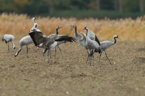 Κοινή Cranes Grus Grus Στο Πεδίο Mecklenburg — Φωτογραφία Αρχείου