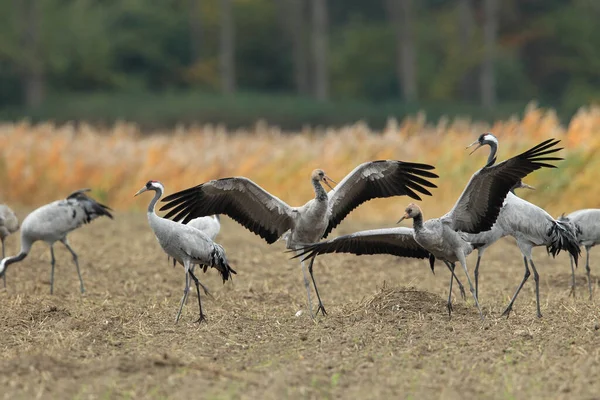 Běžné Jeřáby Grus Grus Poli Mecklenburg — Stock fotografie