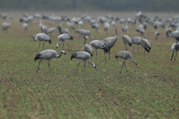 Kraniche Grus Grus Mecklenburger Feld — Stockfoto