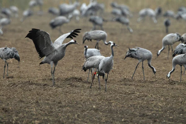 Guindastes Comuns Grus Grus Campo Mecklemburgo — Fotografia de Stock