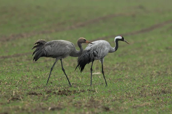 Κοινή Cranes Grus Grus Στο Πεδίο Mecklenburg — Φωτογραφία Αρχείου