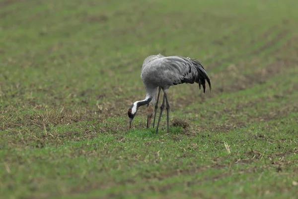 Guindastes Comuns Grus Grus Campo Mecklemburgo — Fotografia de Stock