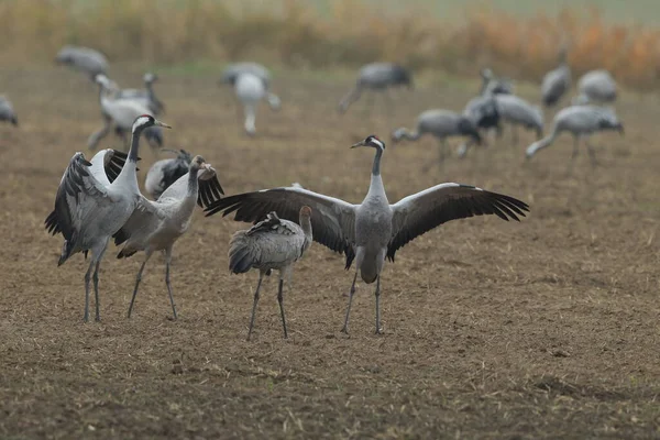 Κοινή Cranes Grus Grus Στο Πεδίο Mecklenburg — Φωτογραφία Αρχείου