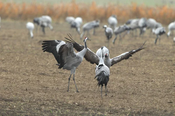 Common Cranes Grus Grus Field Mecklenburg — Stock Photo, Image