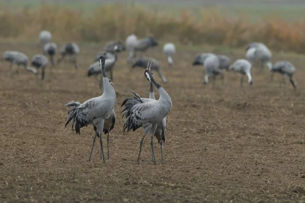 Guindastes Comuns Grus Grus Campo Mecklemburgo — Fotografia de Stock