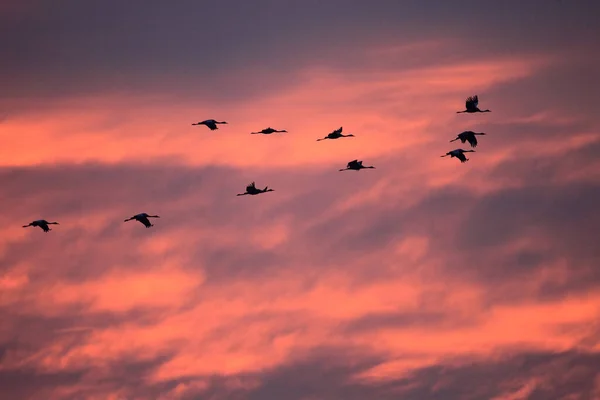 Kraniche Grus Grus Mecklenburger Feld — Stockfoto