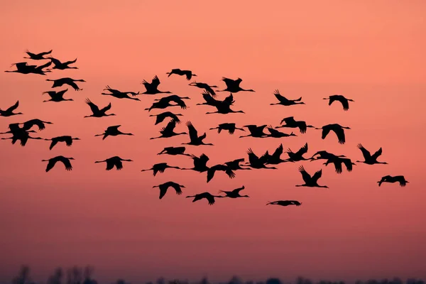 Gru Comuni Grus Grus Nel Meclemburgo Campo — Foto Stock