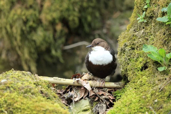 Bílý Hrdlo Dipper Cinclus Cinclus Německo — Stock fotografie